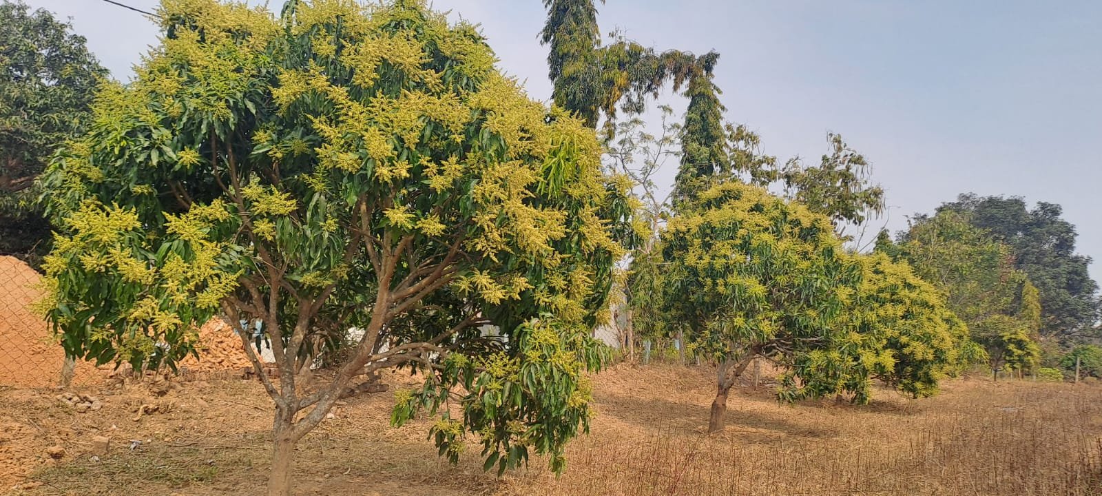 आम में मैंगो हॉपर का प्रकोप और नियंत्रण के उपाय