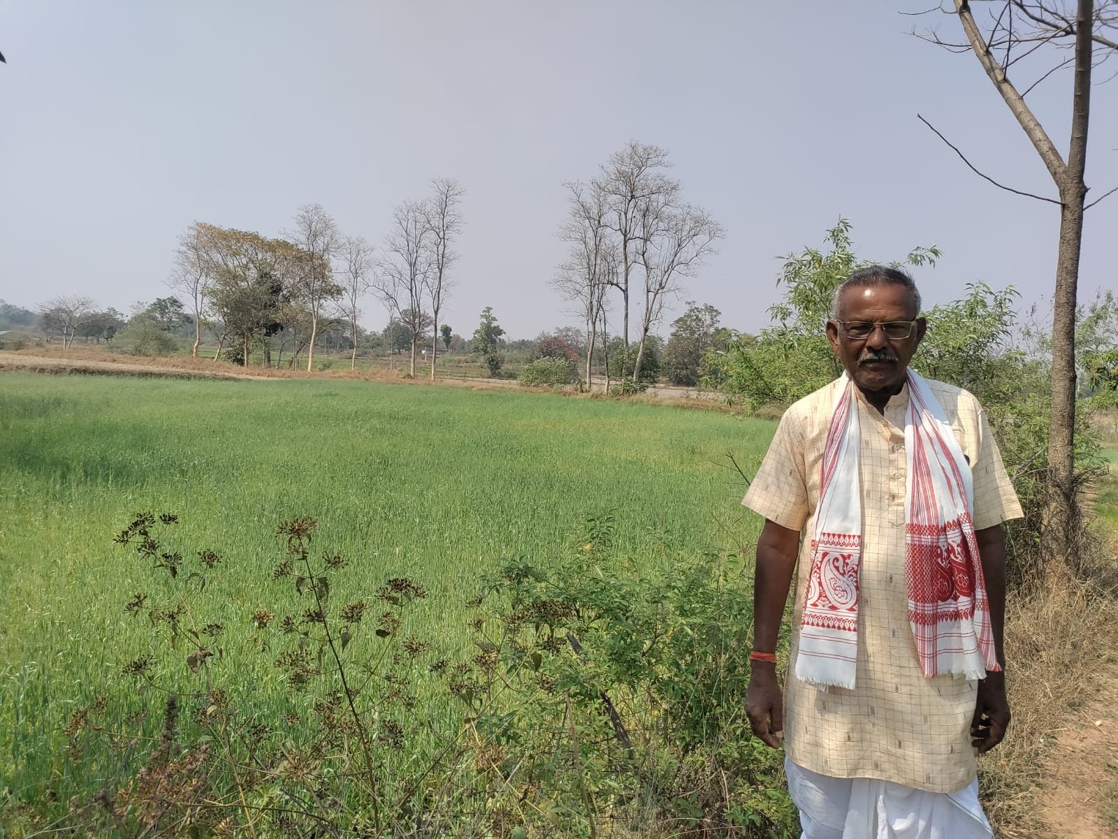 गेहूं की फसल कम लागत में किसानों को ज्यादा मुनाफा