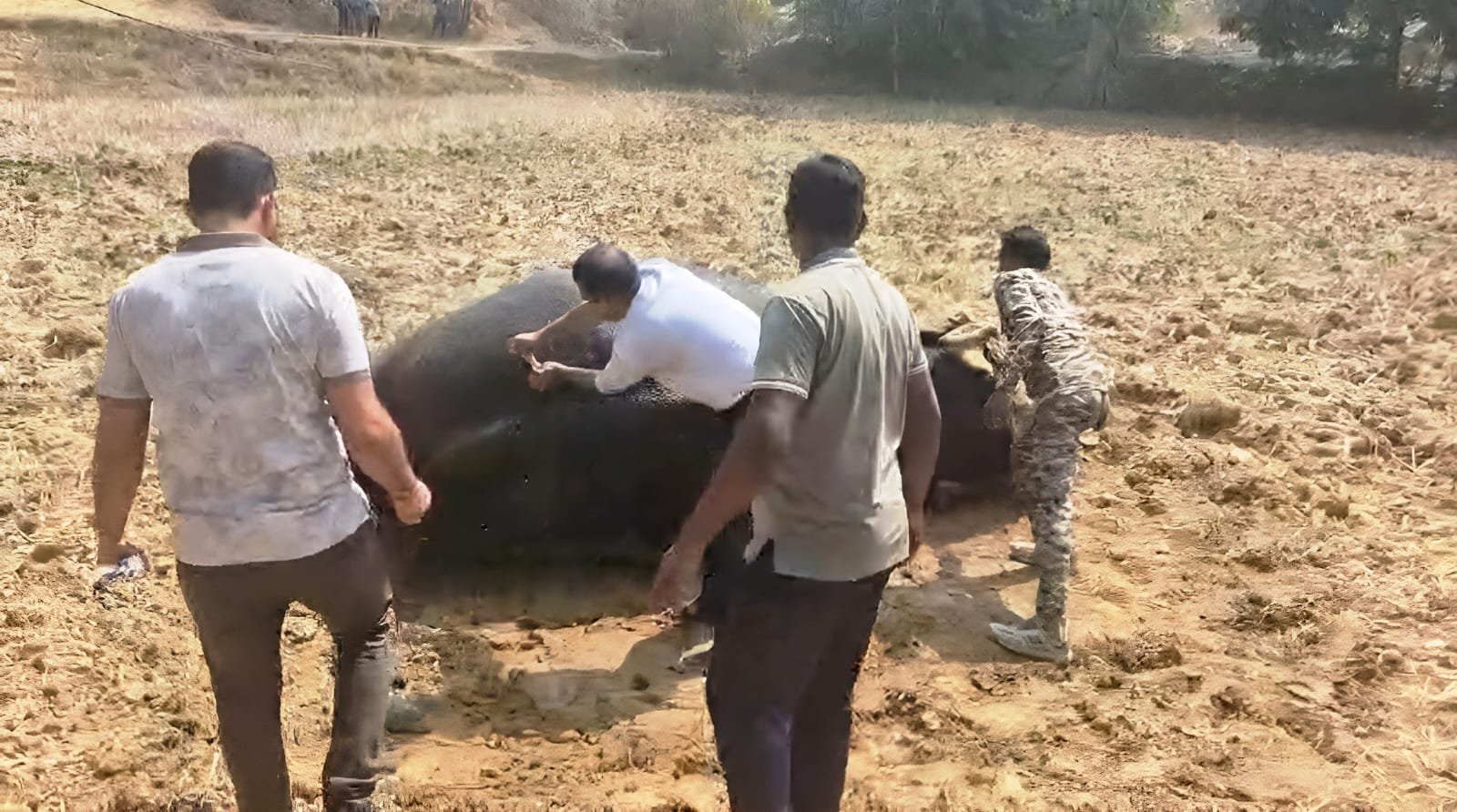 घायल हाथी का कराया गया त्वरित उपचार