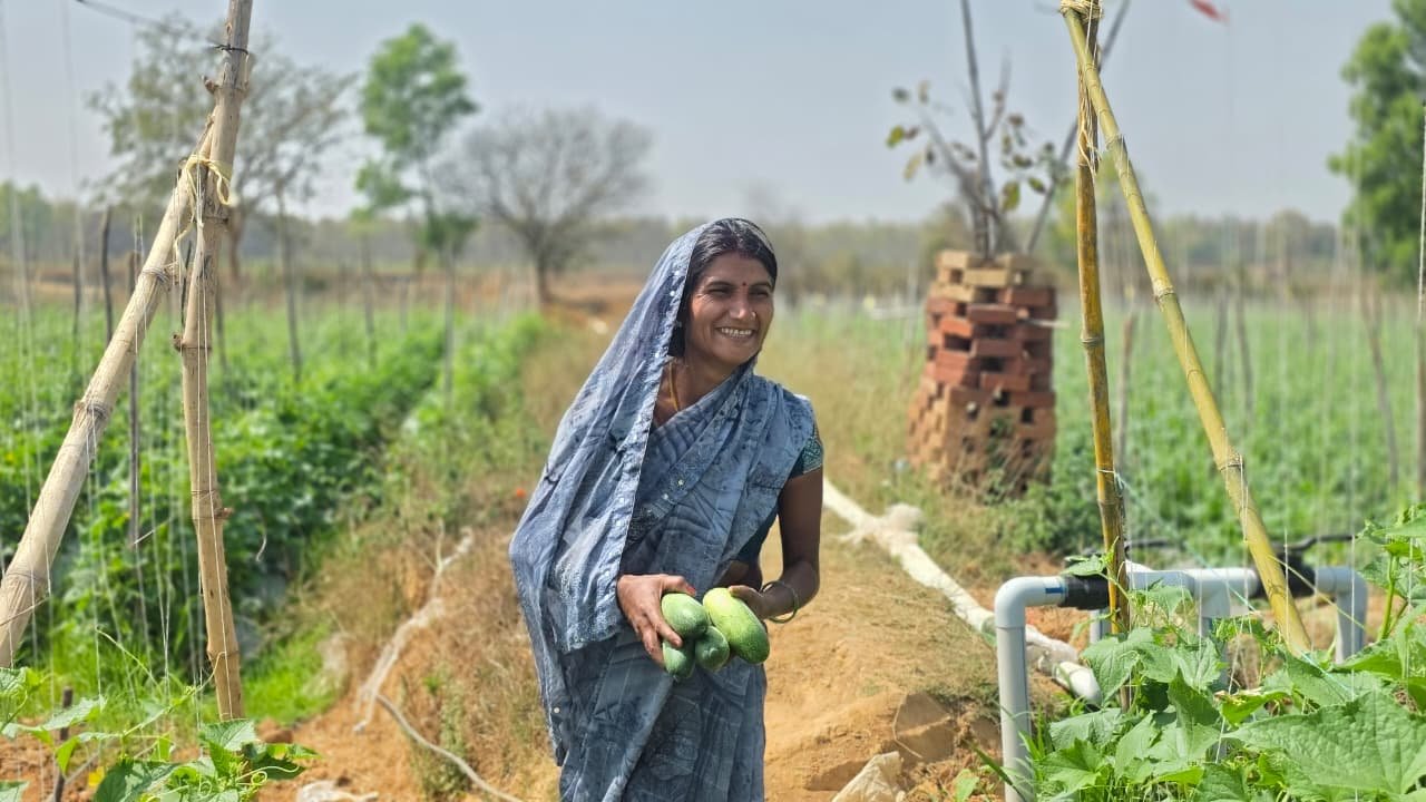 एक एकड़ खेत में धनेश्वरी कर रही हैं खीरे की खेती, अब खुद के साथ दूसरों को भी दे रहीं रोजगार बिहान योजना से संवर रहा परिवार, लोन लेकर खेती को बनाया लाभ का व्यवसाय