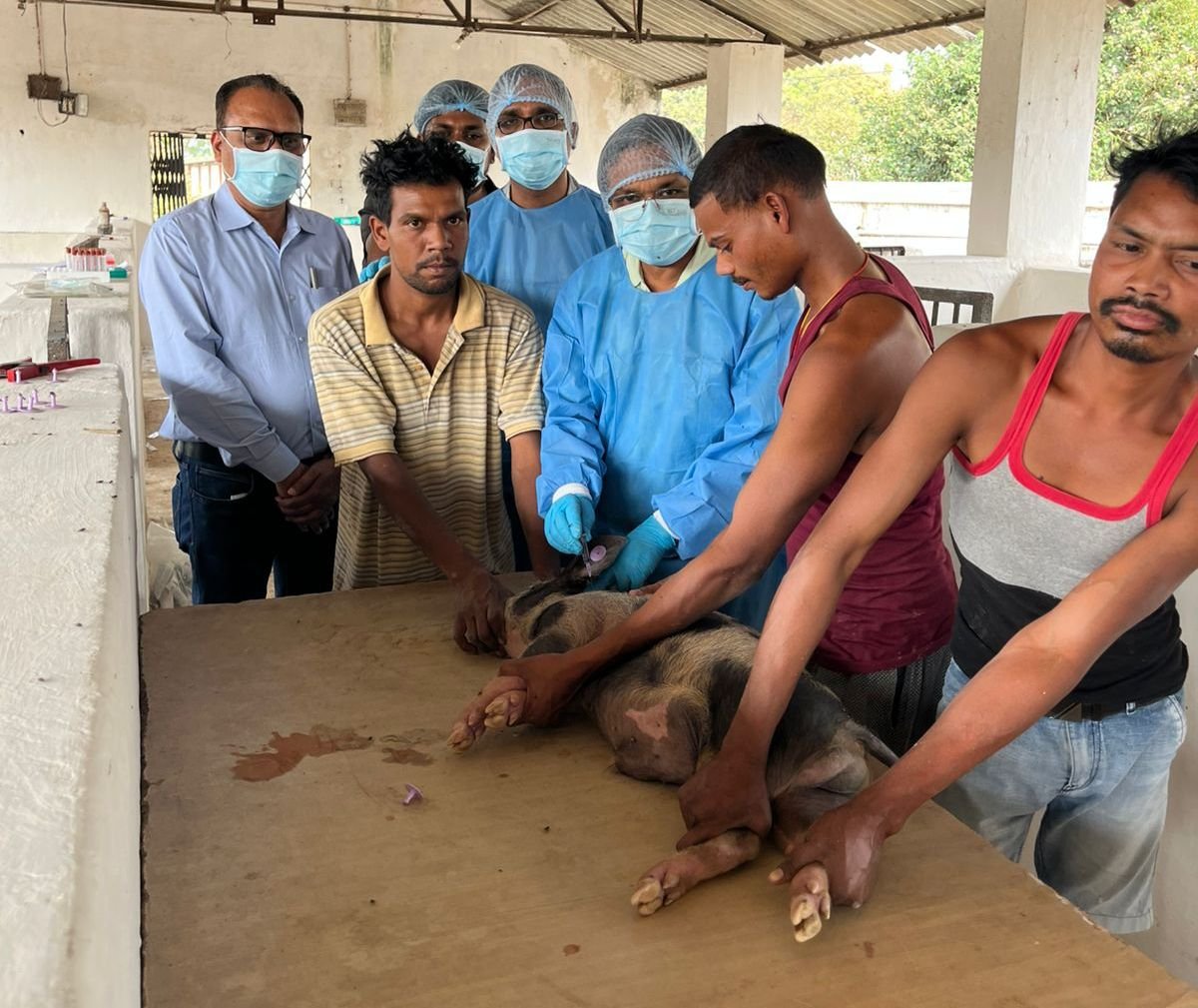 अंबिकापुर सकालो में अफ्रीकन स्वाइन फीवर वैक्सीन का पहला ट्रायल प्रारम्भ