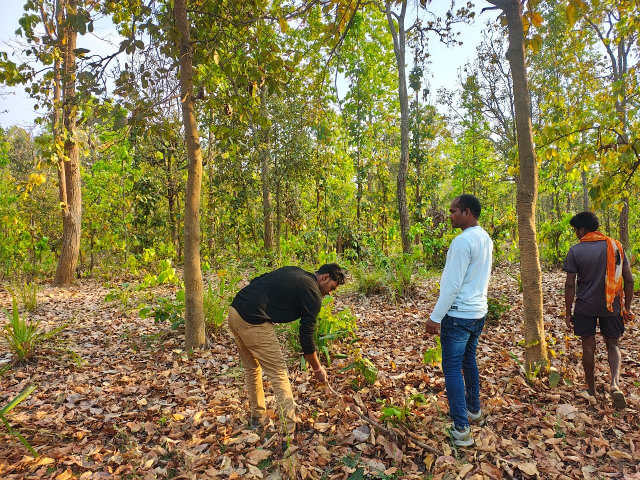 बाघ गणना का कार्य सफलतापूर्वक संपन्न  वन विकास निगम ने बीट स्तर पर किया सघन सर्वे, डिजिटल तकनीक का किया उपयोग