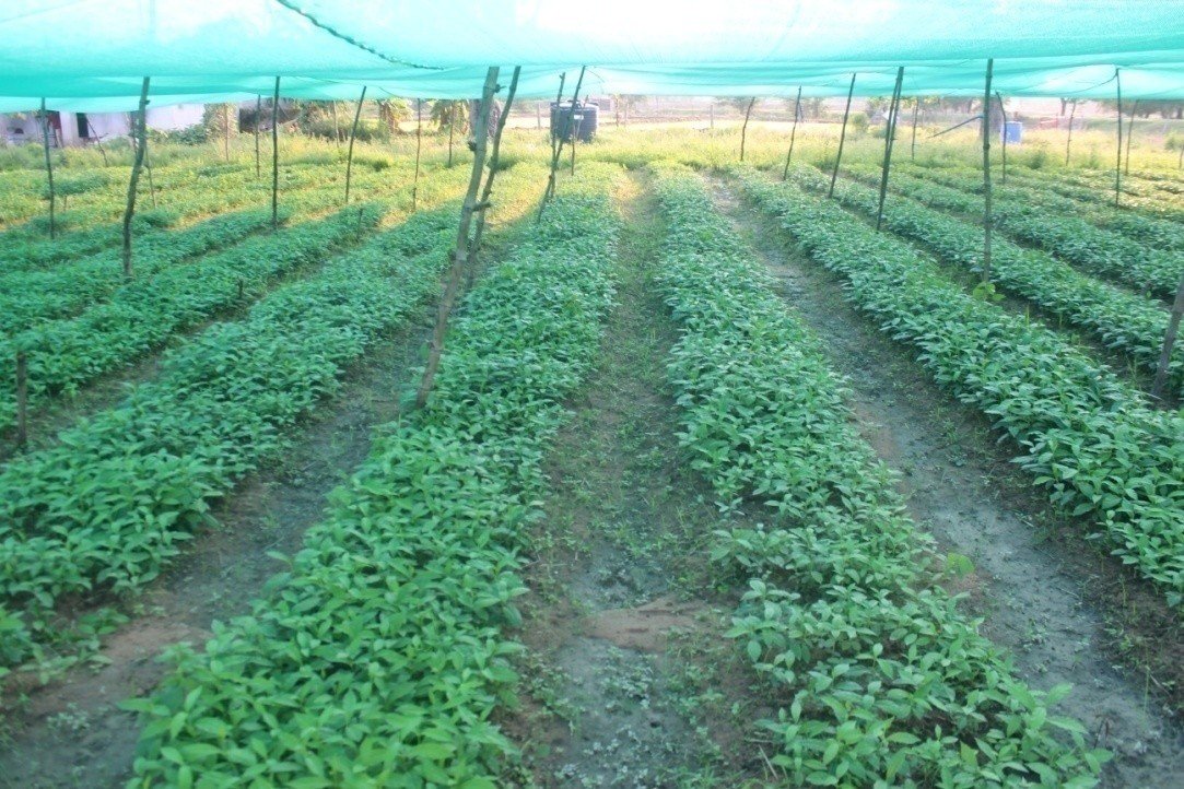 औषधीय पौधों की खेती से बढ़ रही समृद्धि