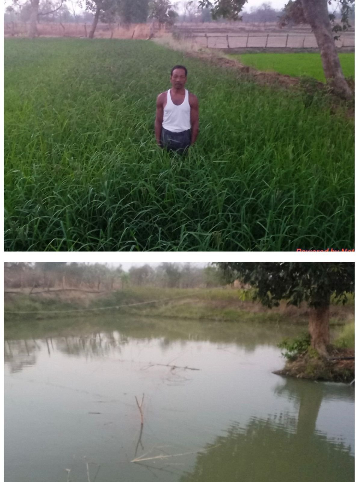 बहुआयामी खेती से बढ़ी आय, सगनू बने गांव के रोल मॉडल डबरी, खेती और मछली पालन—सगनू की समृद्धि का