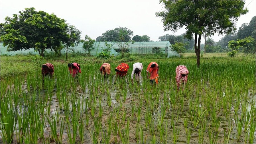 औषधीय पौधों की खेती से महिलाओं के जीवन में आया बदलाव