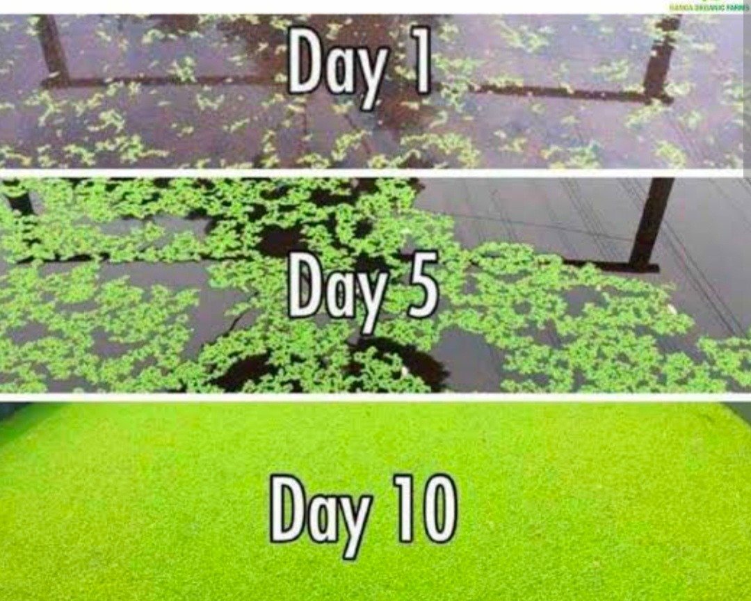 नील हरित शैवाल फसलों के लिए सस्ता और टिकाऊ जैविक उर्वरक