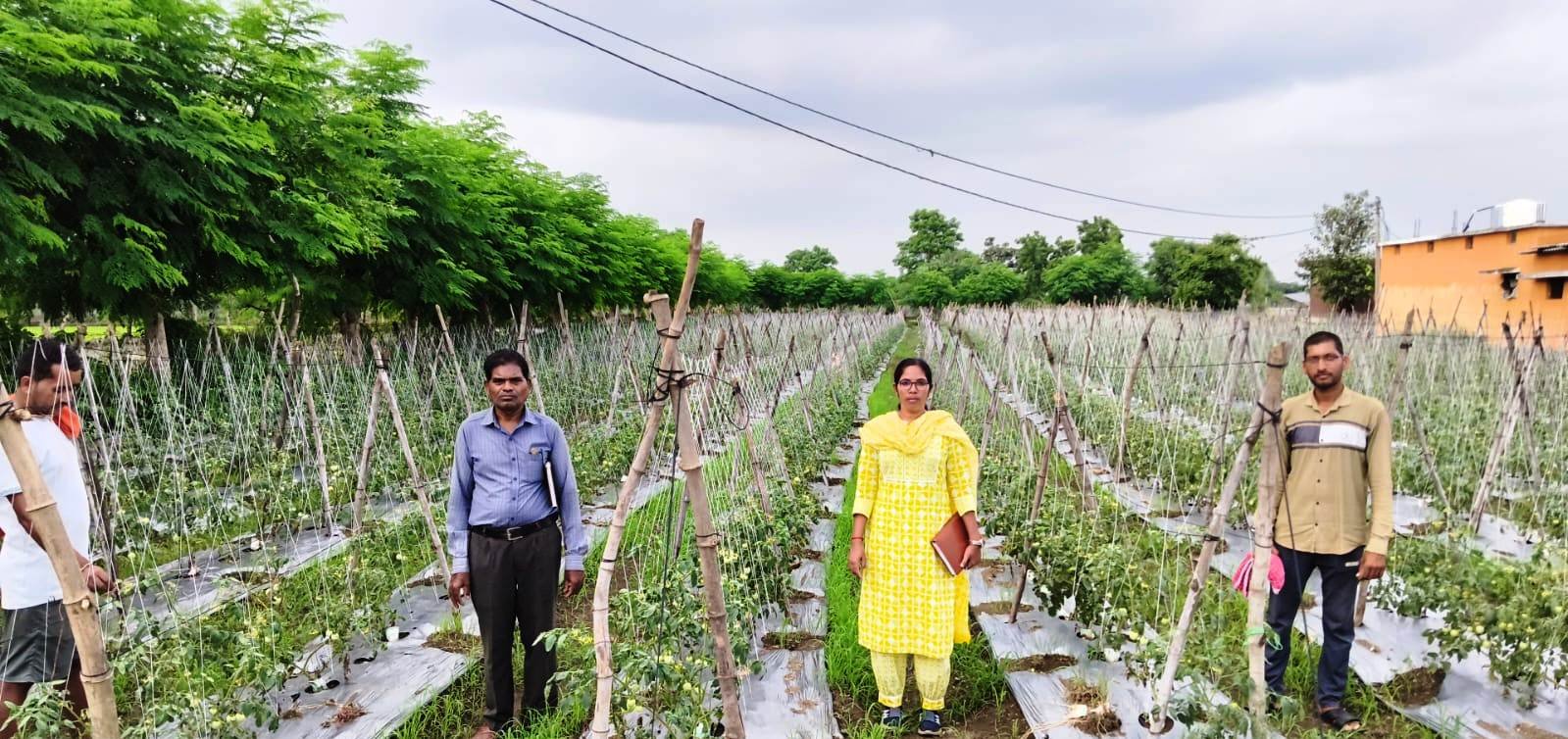 राष्ट्रीय कृषि विकास योजना: ईश्वरी प्रसाद ने टमाटर उत्पादन से कमाए 02 लाख 90 हजार रूपए
