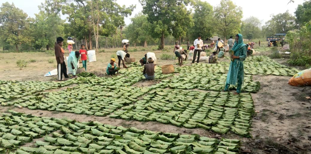 सुकमा में तेंदूपत्ता संग्रहण तेज़ी से जारी, 35 हजार से अधिक बोरे का हुआ संग्रहण