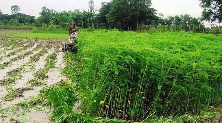 हरी खाद- खेती में बढ़ेगा उत्पादन, मिट्टी की सेहत होगी बेहतर