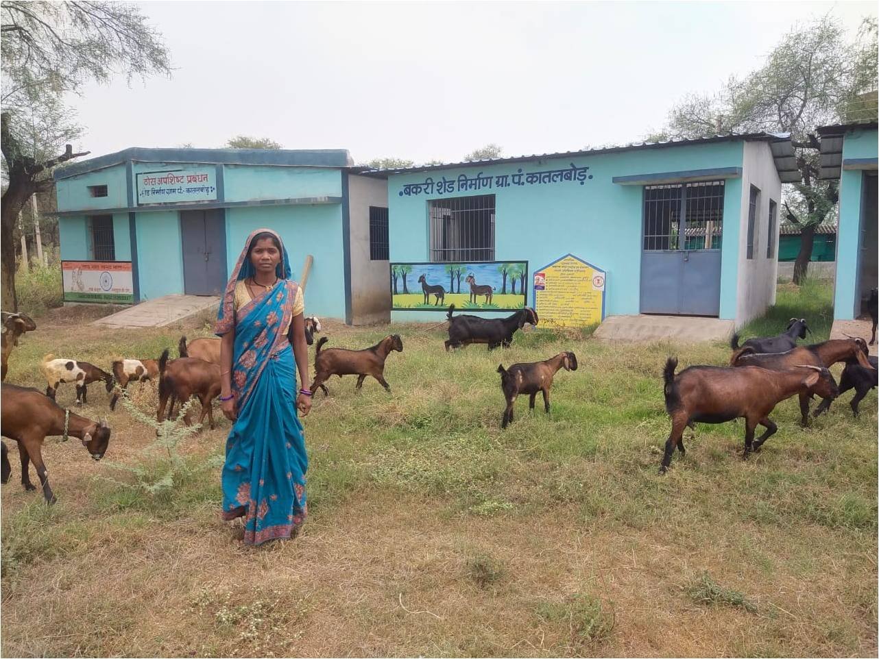 बकरी पालन से बदली आर्थिक तस्वीरः रानी ओझा बनीं आत्मनिर्भरता की मिसाल