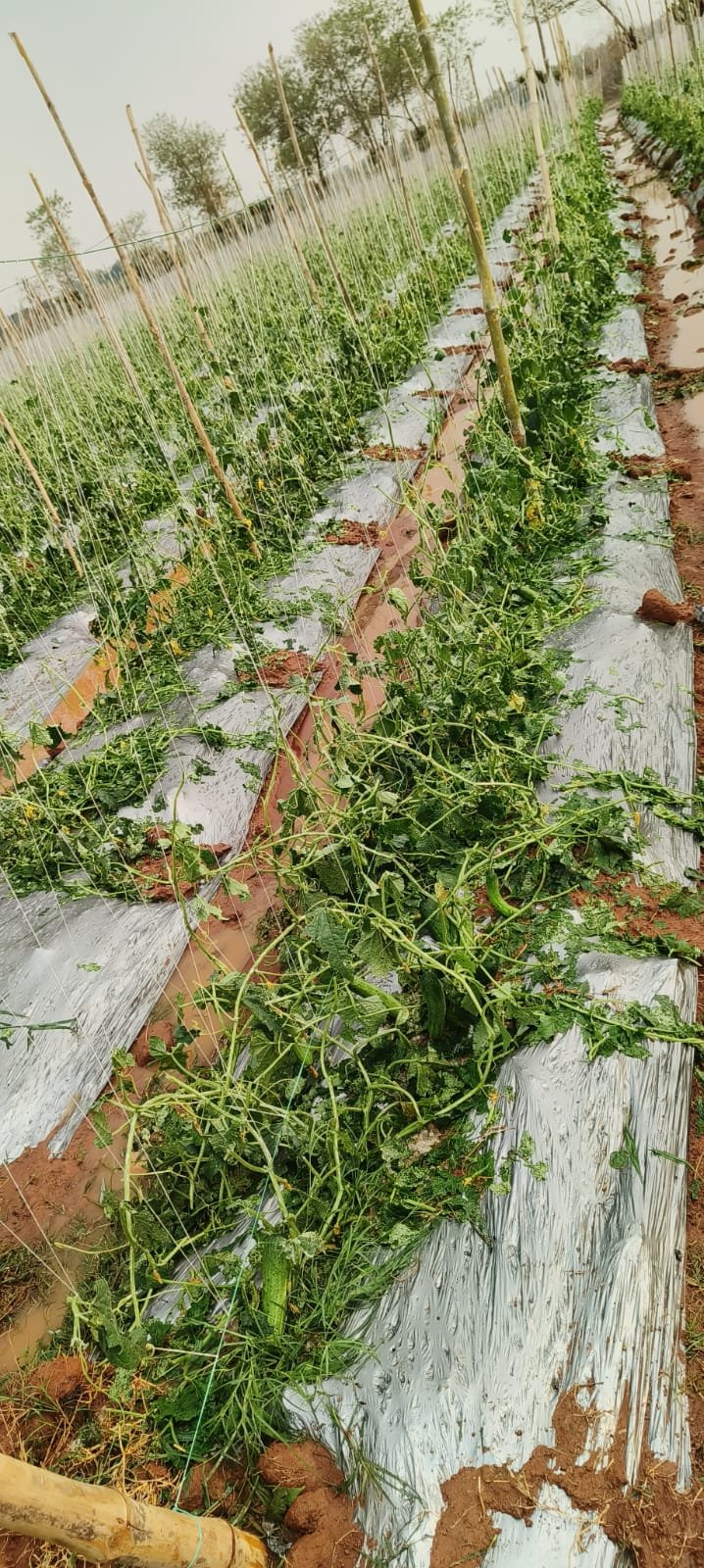 बेमौसम बारिश एवं ओलावृष्टि से फसलों को भारी नुकसान, किसानों को बीमा अन्तर्गत ऐड-ऑन कराने की सलाह