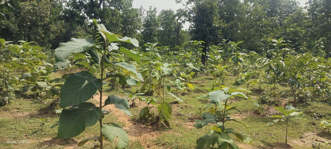 बिलासपुर में वन विकास निगम की हरित क्रांति