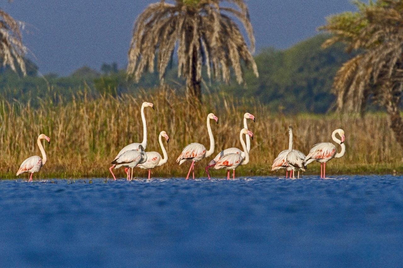 कोपरा जलाशयः छत्तीसगढ़ का पहला रामसर स्थल बना पर्यावरण संरक्षण की मिसाल