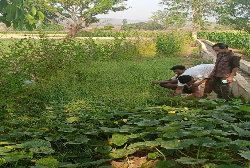मनरेगा से बदली खेती की तस्वीर : खैराडीह में पक्की सिंचाई नाली बनी किसानों की जीवनरेखा