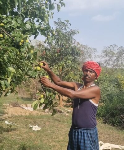 नाशपाती की फसल बनी किसानों के जीवन यापन का महत्वपूर्ण साधन