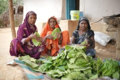 तेज धूप और थकान में भी हरा सोना से मिलती है राहत  गाँव-गाँव इन दिनों तेंदूपत्ता संग्रहण का चल रहा सिलसिला