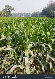 ग्रीष्मकालीन धान के बदले दलहन और मक्का उत्पादन को अपना रहे किसान