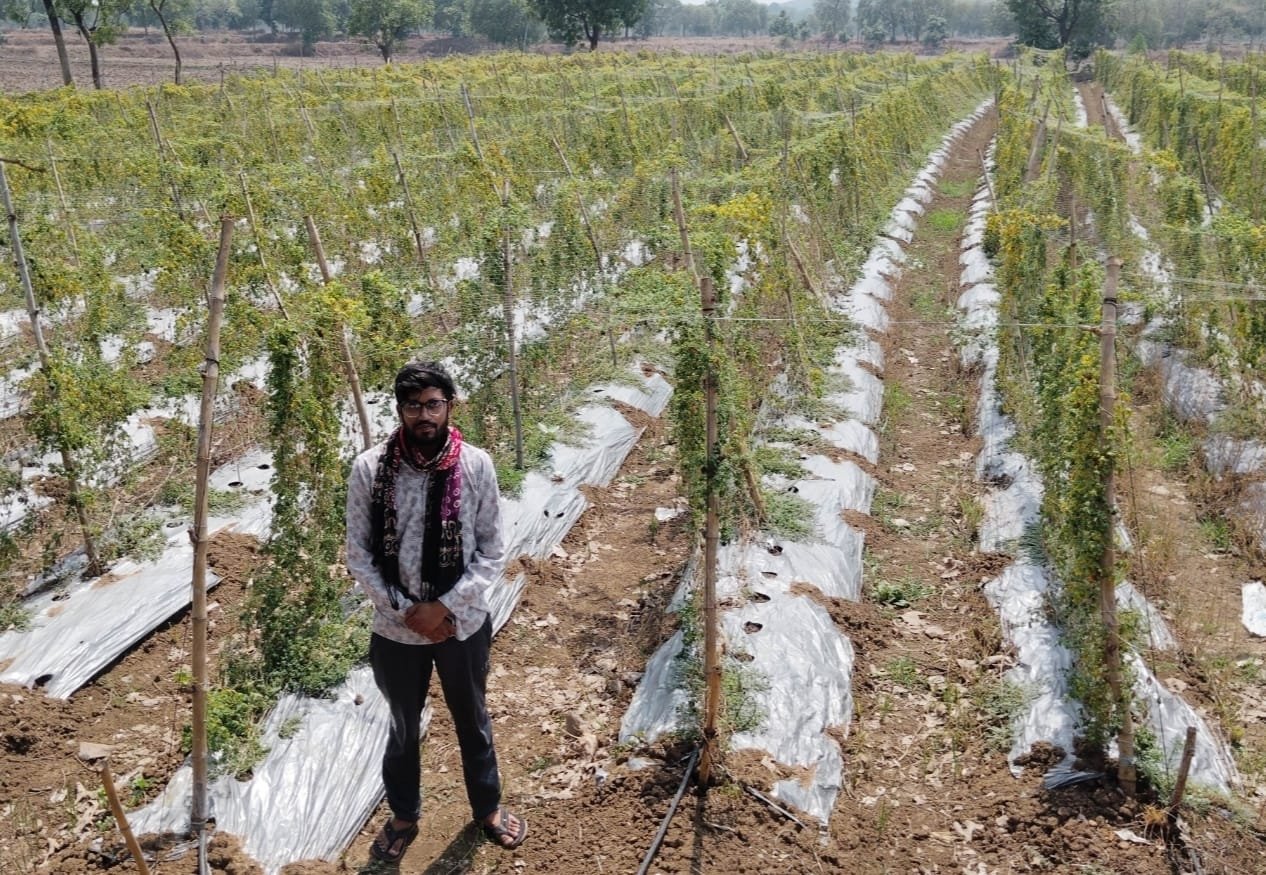पारंपरिक फसल छोड़ अपनाई करेले की आधुनिक खेती