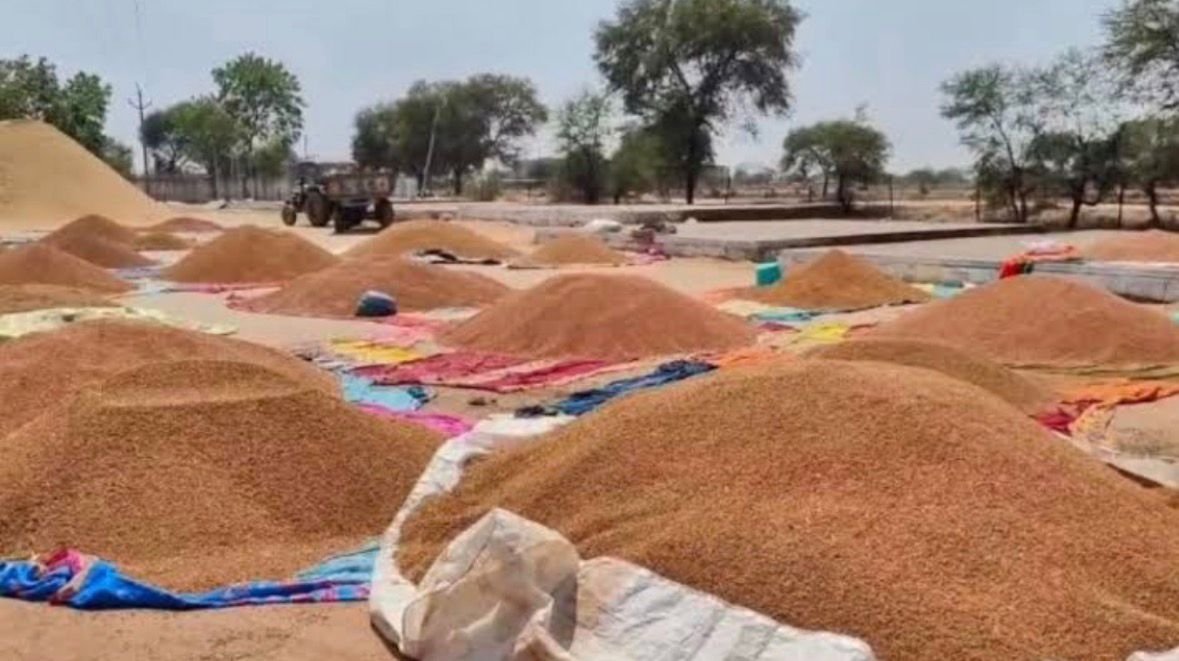 जिले में चना उपार्जन कार्य अंतिम चरण में, प्रदेश की 40 प्रतिशत से अधिक खरीदी धमतरी से
