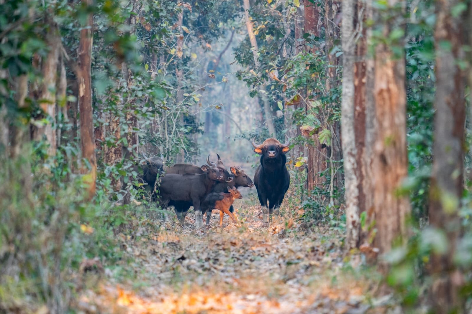 प्रकृति, रोमांच और वन्य जीवन का अद्भुत संगम: उदंती अभ्यारण्य बन रहा छत्तीसगढ़ का नया इको-टूरिज्म आकर्षण