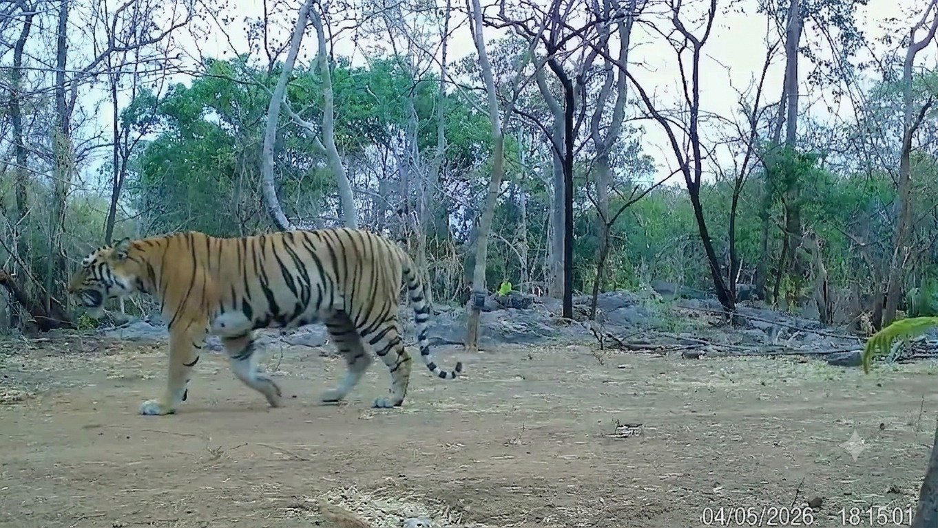 उदंती-सीतानदी में बाघिन की दस्तक, टाइगर रिजर्व के सुनहरे भविष्य की जगी उम्मीद