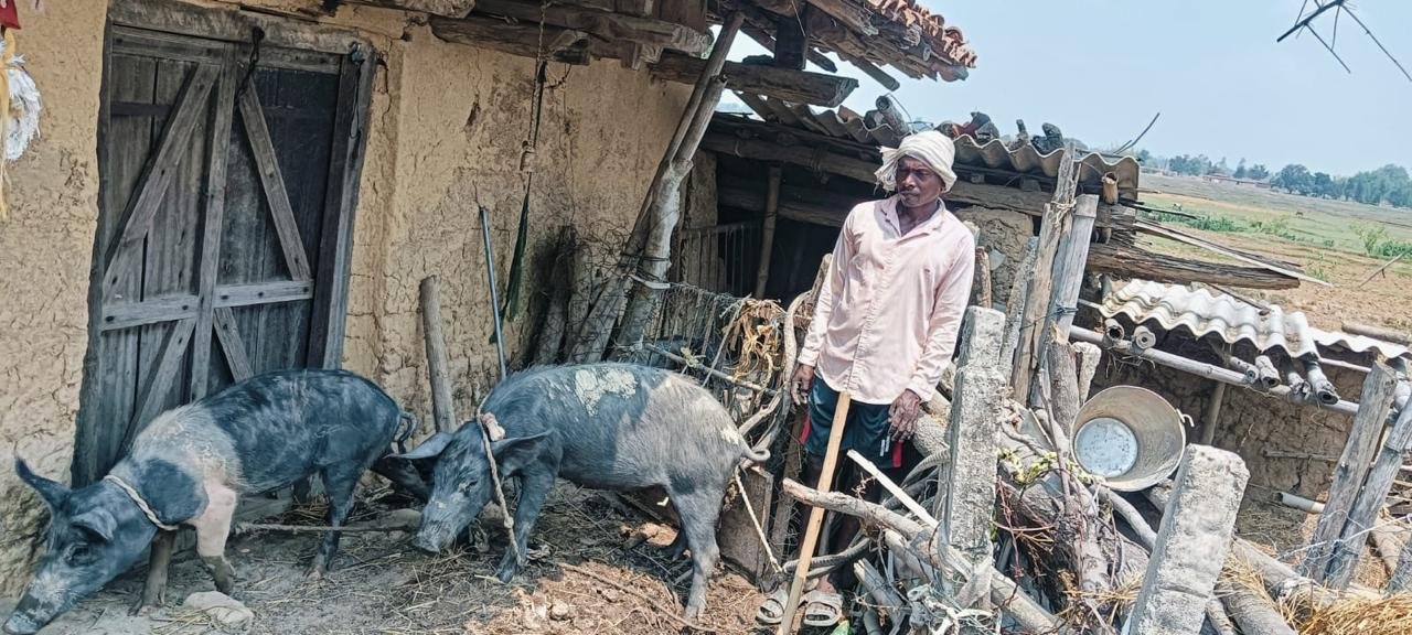 उन्नत नस्ल के सूकर पालन से बदली राजू भगत के जीवन की तस्वीर