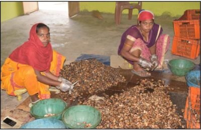 महामाया एफपीओ बना किसानों की समृद्धि का मजबूत आधार, 7 लाख के कारोबार से 1.96 करोड़ तक पहुंची सफलता की उड़ान