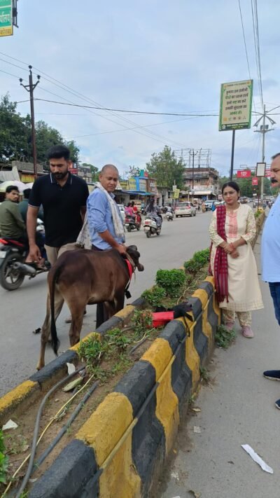 कलेक्टर के निर्देश पर सड़क पर घूमने वाले आवारा मवेशियों के विरुद्ध अभियान तेज मालिकों से जुर्माना वसूलने के निर्देश, मवेशियों को लगाए गए रेडियम बेल्ट