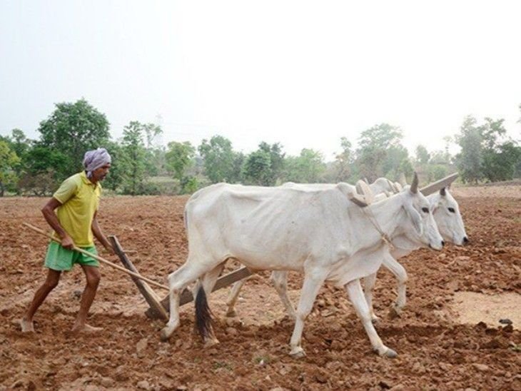 प्रदेश में मानसून के दस्तक के साथ ही खेती-किसानी में तेजी