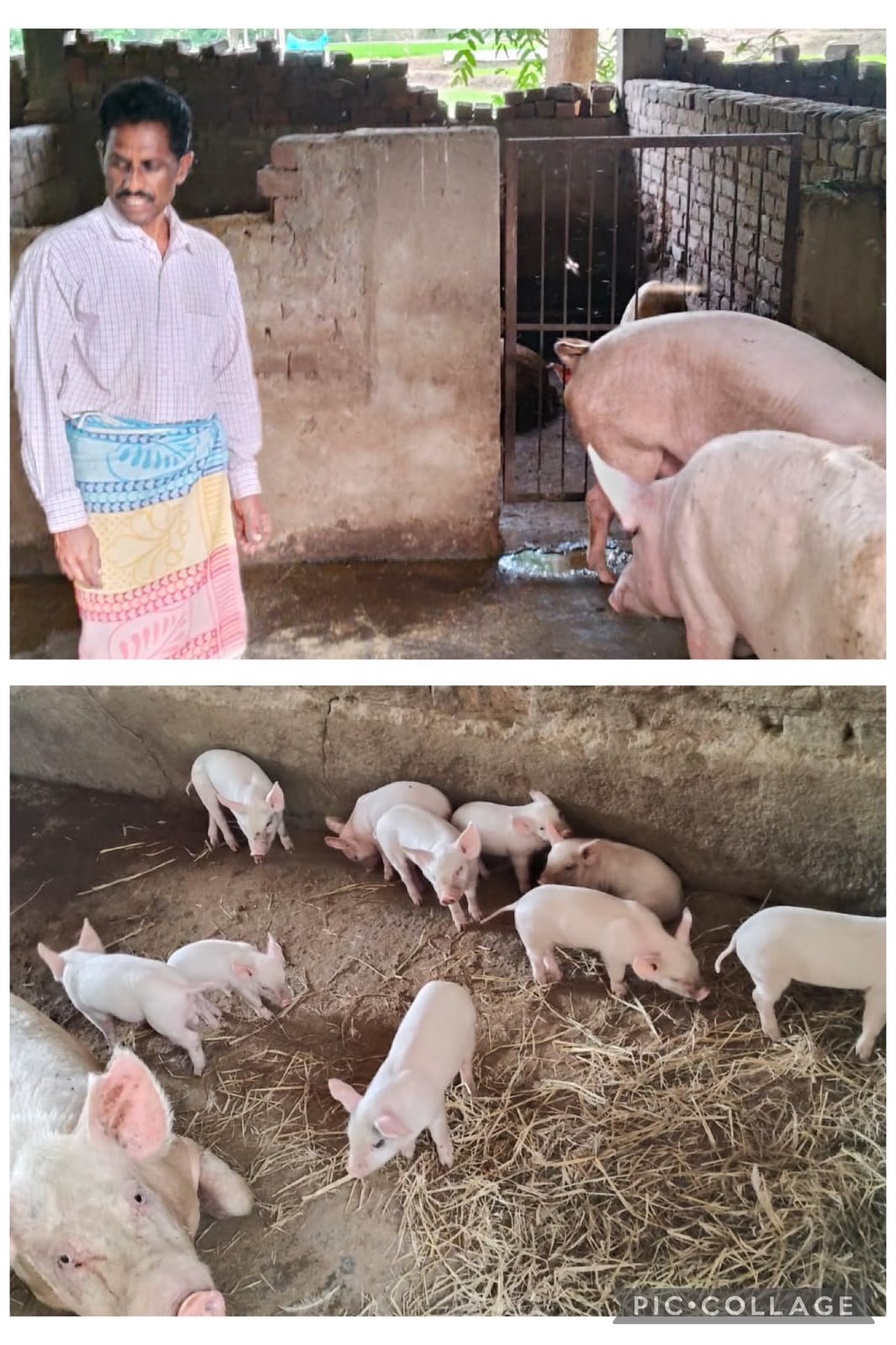 सूकर प्रजनन वितरण योजना : मेहनत और सरकारी सहयोग का परिणाम, सूकर पालन से आर्थिक सशक्तिकरण की मिसाल