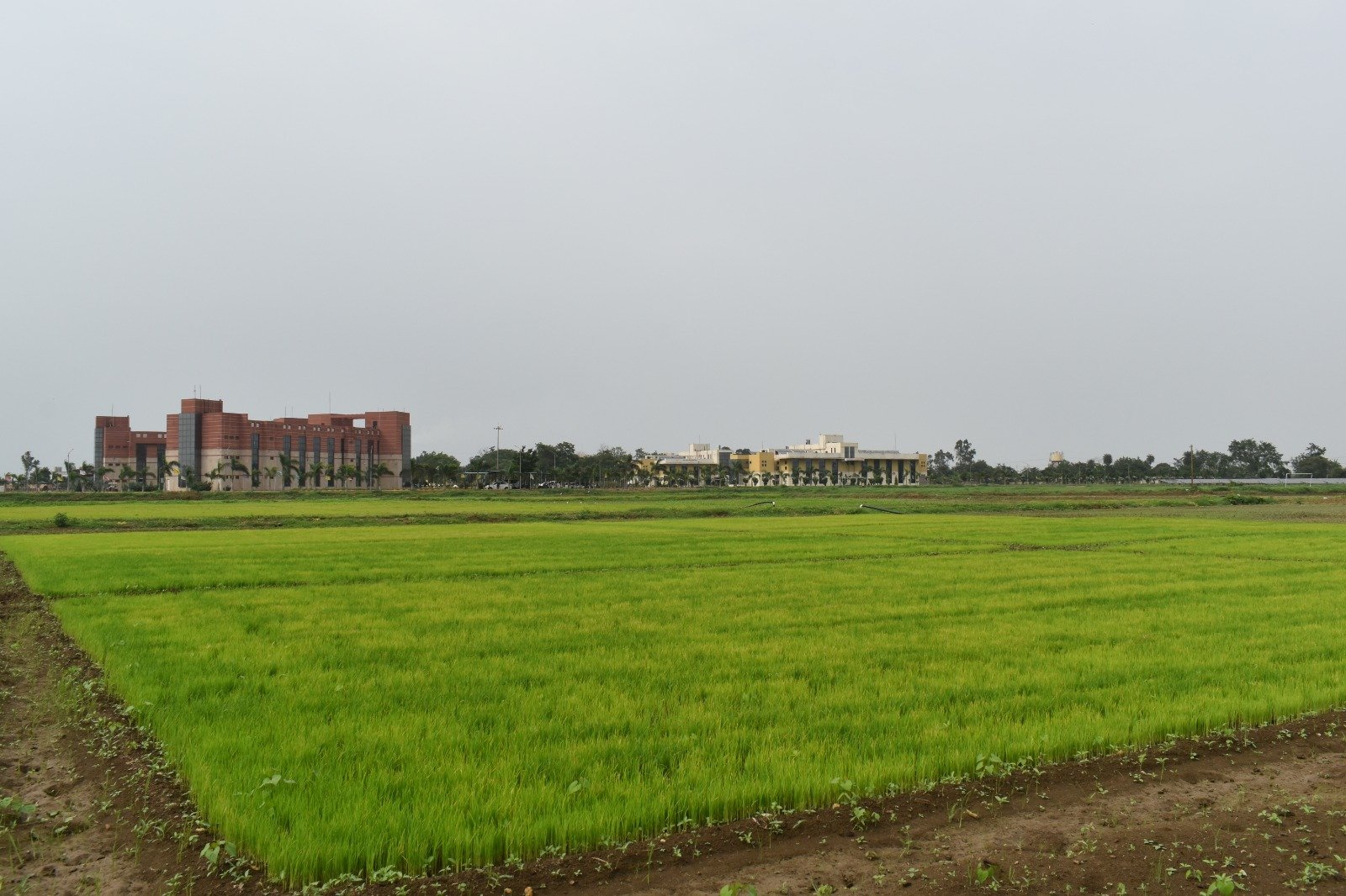 विलंबित मानसून के बीच धान किसानों के लिए आईसीएआर–एनआईबीएसएम की विशेष सलाह