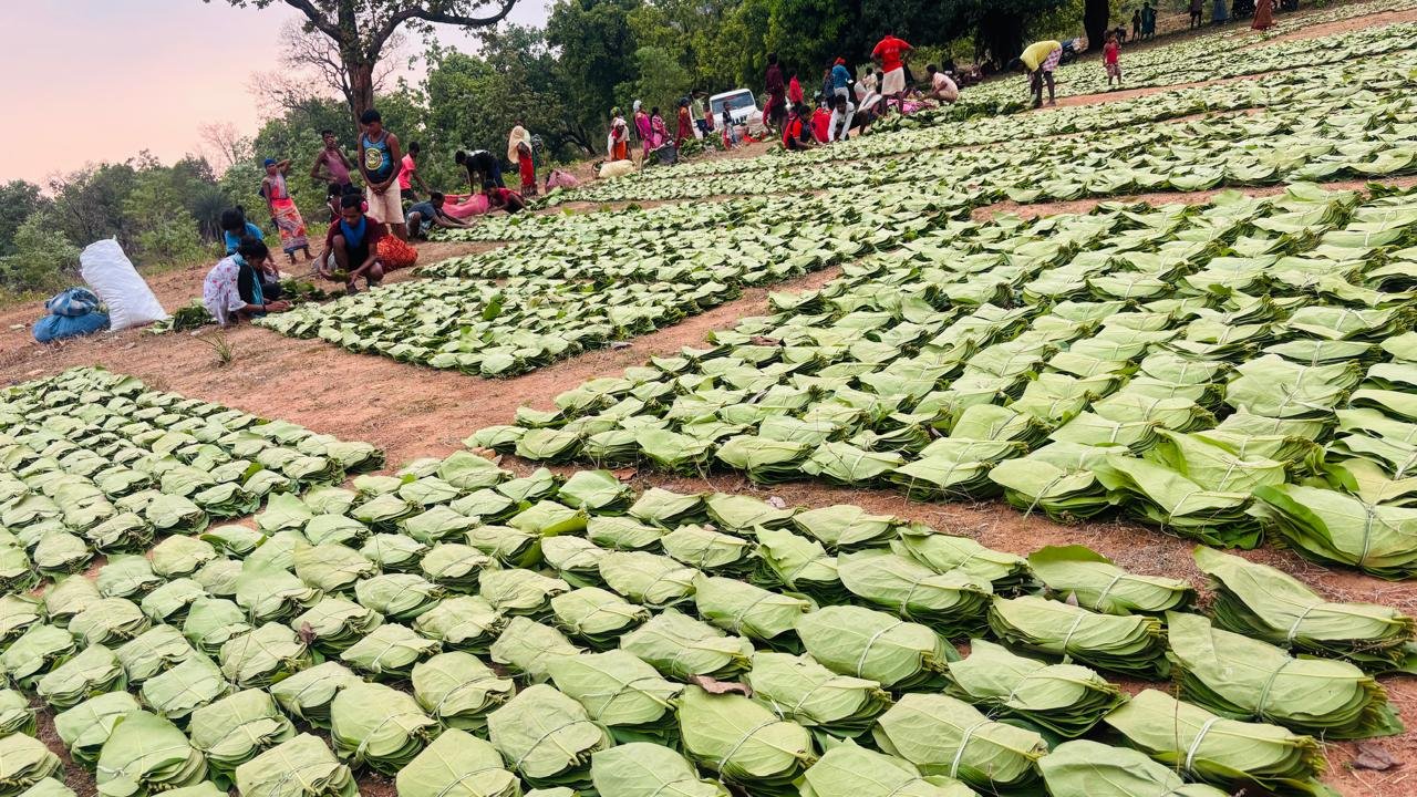गीदम समिति ने रचा इतिहास, 38 वर्षों में सबसे अधिक कीमत पर बिका तेंदूपत्ता