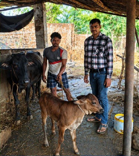 कृत्रिम गर्भाधान योजना से बीजापुर के सुरेश राजपूत के पशुधन में हुआ नस्ल सुधार