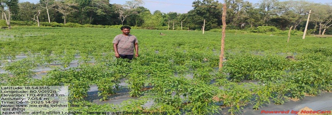 मल्चिंग तकनीक ने बदली किसान राजेन्द्र की तकदीर