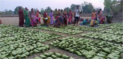 तेन्दूपत्ता संग्राहकों को मिली करोड़ों रुपये की संग्रहण एवं प्रोत्साहन राशि हजारों वनाश्रित परिवारों को मिला सीधा आर्थिक लाभ, ऑनलाइन भुगतान से बढ़ी पारदर्शिता