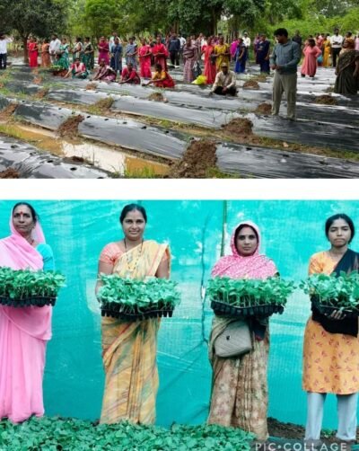 जलवायु परिवर्तन के दौर में किसानों के लिए वरदान बनेगी ग्राफ्टेड सब्जी: धमतरी में वैज्ञानिक प्रशिक्षण संपन्न  केरेमुड़ा में किसानों को दी गई ग्राफ्टेड टमाटर और बैंगन की वैज्ञानिक खेती की कमान