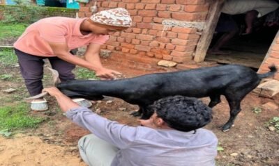 92 हजार टीकों से मुस्कुराया पशुधन, संवर रही ग्रामीण अर्थव्यवस्था