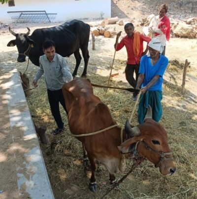 वैज्ञानिक पशुपालन से मिसाल बने धमतरी के धनऊ सोनकर 75 की उम्र, युवाओं सा जज़्बा