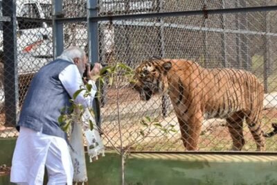 प्रकृति और वन्यजीव संरक्षण का अनूठा संगम है नंदनवन जंगल सफारी  320.15 हेक्टेयर में फैला नंदनवन जंगल सफारी बना प्रकृति प्रेमियों और पर्यटकों का पसंदीदा केंद्र