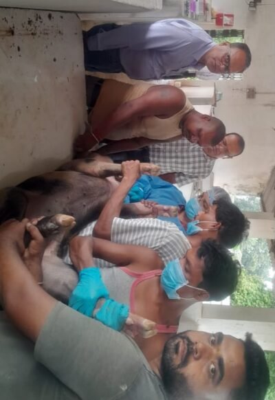 शासकीय सुकर फार्म, सकालो (अंबिकापुर) में अफ्रीकन स्वाइन फीवर वैक्सीन का ट्रायल जारी भारत में पहली बार ASF वैक्सीन का परीक्षण, NIHSAD भोपाल के वैज्ञानिक कर रहे हैं मूल्यांकन