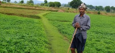 किसान अपना रहे ढैंचा की हरित खाद तकनीक, रासायनिक उर्वरकों पर निर्भरता होगी कम, भूमि की उर्वरता बढ़ाने की दिशा में पहल