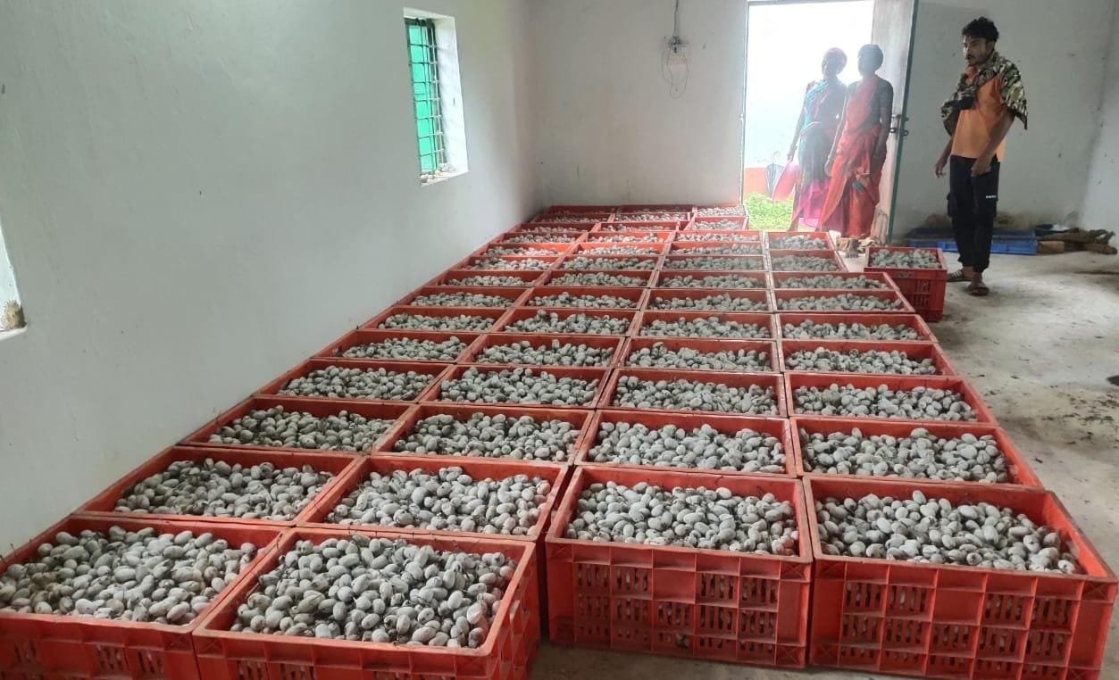 वनांचल में रेशम की चमक, नारायणपुर में टसर योजना से संवर रही ग्रामीणों की तकदीर