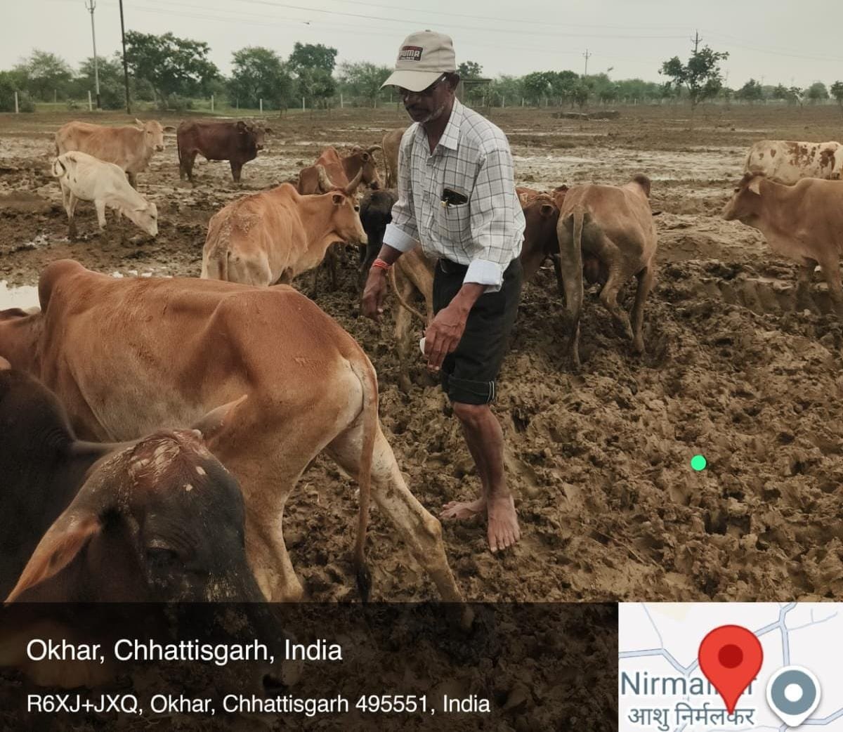 ओखर गौधाम में पशुओं की मौत का मामला