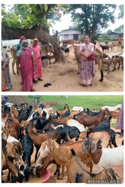 छिपली की दीदियों का कमाल, बकरी पालन से बढ़ी आय और मजबूत हुआ आत्मविश्वास