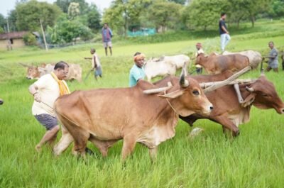 अपनी माटी और खेती-किसानी से मुख्यमंत्री  विष्णु देव साय का आत्मीय जुड़ाव