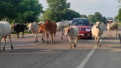 आवारा मवेशियों को पकड़ने विशेष अभियान चलेगा