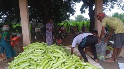 बिहान से बदली राह 35 महिला किसानों ने 600 क्विंटल सब्जी उगाकर लिखी सफलता की नई कहानी