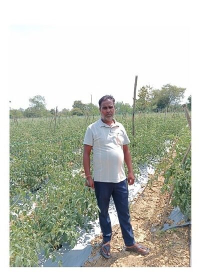  कम पानी में खीरे की खेती से मुकेश ने कमाए 2.25 लाख रुपये, अब 4 एकड़ में टमाटर की तैयारी