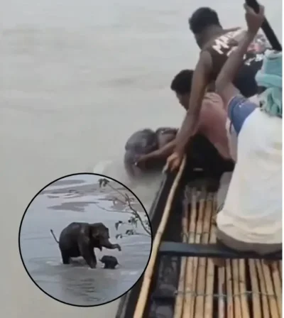तीस्ता नदी में बहता जा रहा था नन्हा हाथी, मछुआरों ने ऐसे बचाई जान; हथिनी का प्यार देख भर आएंगी आंखें