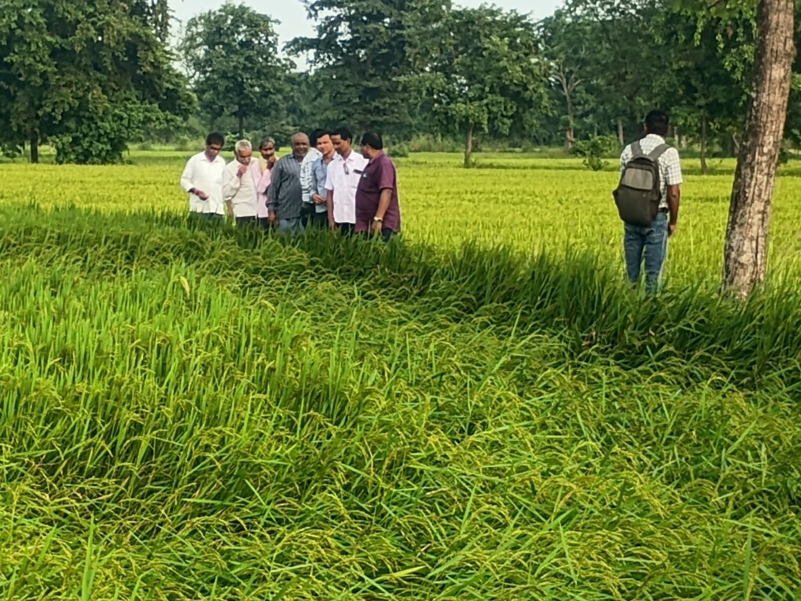 चक्रवाती तूफान ‘अर्नब’ से प्रभावित फसलों का कृषि विभाग और बीमा कंपनी की संयुक्त टीम कर रही सर्वेक्षण